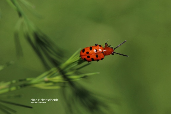 Zwölfpunkt-Spargelkäfer (Crioceris duodecimpunctata)